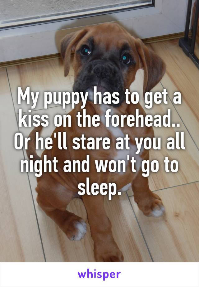 My puppy has to get a kiss on the forehead.. Or he'll stare at you all night and won't go to sleep.