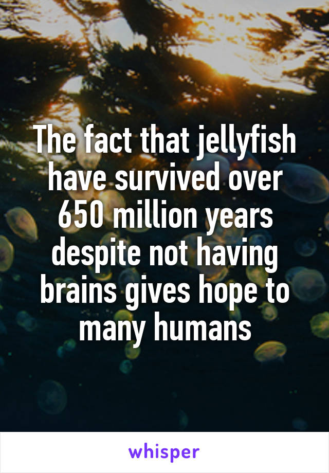 The fact that jellyfish have survived over 650 million years despite not having brains gives hope to many humans