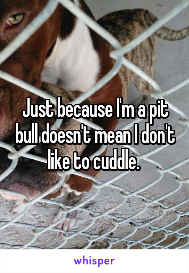 Just because I'm a pit bull doesn't mean I don't like to cuddle. 