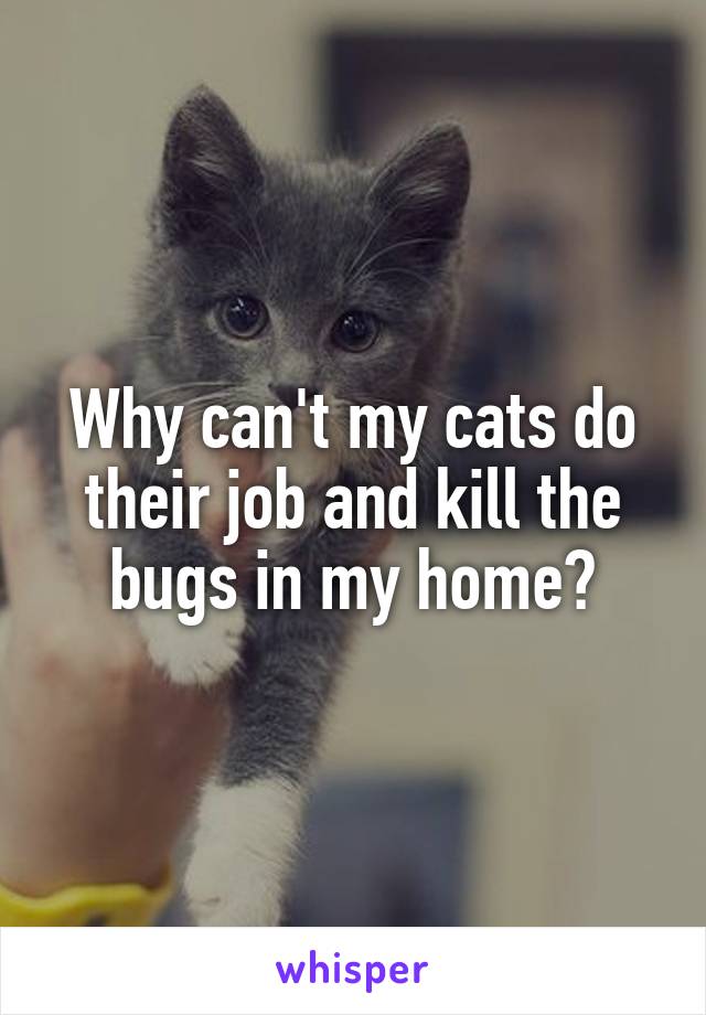 Why can't my cats do their job and kill the bugs in my home?
