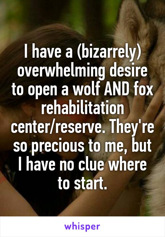 I have a (bizarrely) overwhelming desire to open a wolf AND fox rehabilitation center/reserve. They're so precious to me, but I have no clue where to start.