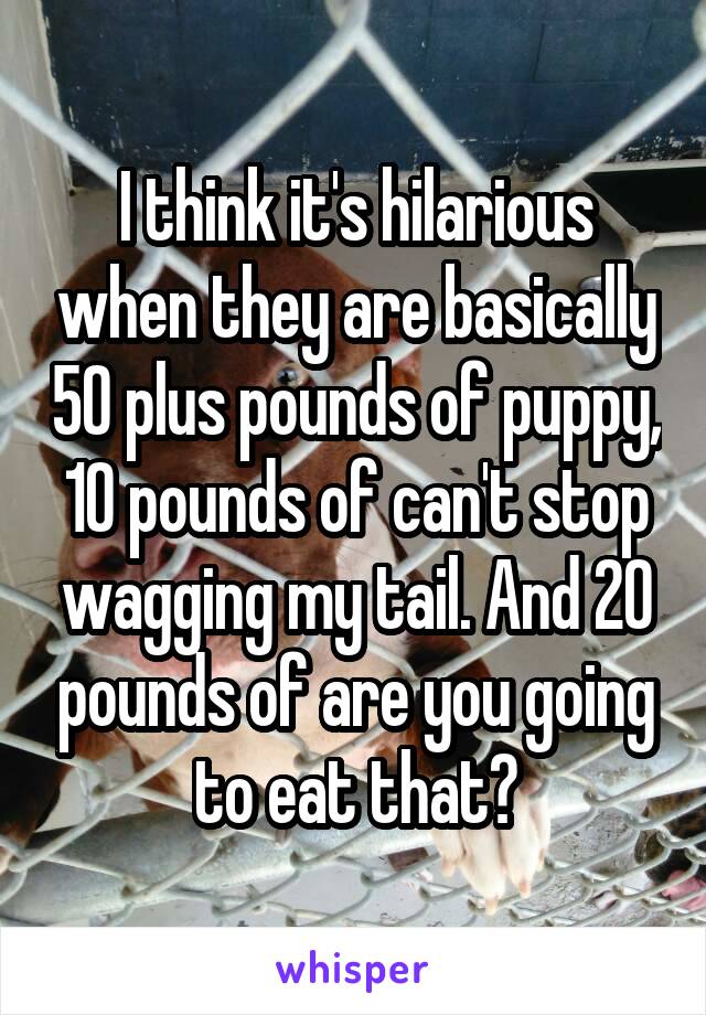 I think it's hilarious when they are basically 50 plus pounds of puppy, 10 pounds of can't stop wagging my tail. And 20 pounds of are you going to eat that?