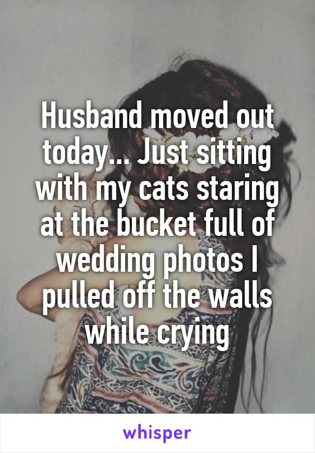 Husband moved out today... Just sitting with my cats staring at the bucket full of wedding photos I pulled off the walls while crying