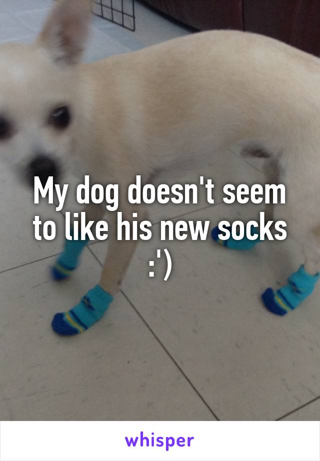 My dog doesn't seem to like his new socks :')