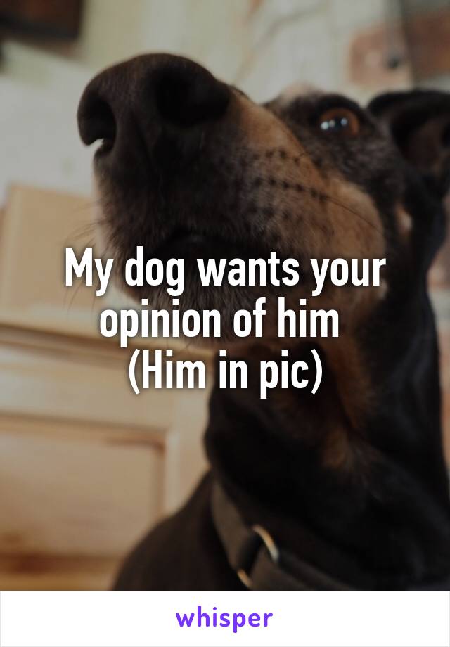 My dog wants your opinion of him 
(Him in pic)