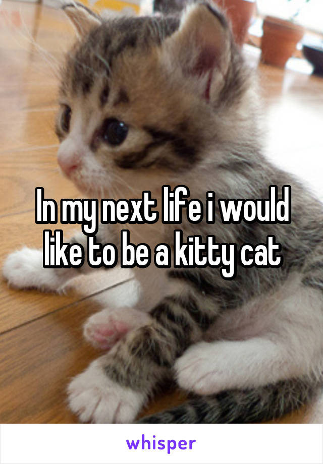 In my next life i would like to be a kitty cat