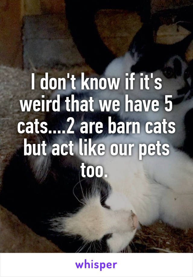 I don't know if it's weird that we have 5 cats....2 are barn cats but act like our pets too. 

