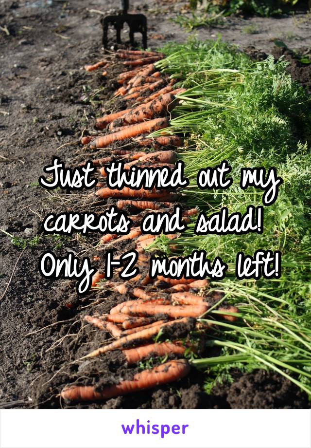 Just thinned out my carrots and salad! 
Only 1-2 months left!