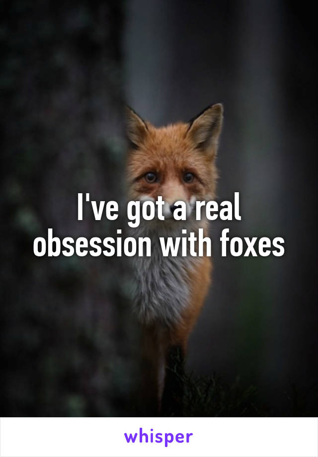 I've got a real obsession with foxes