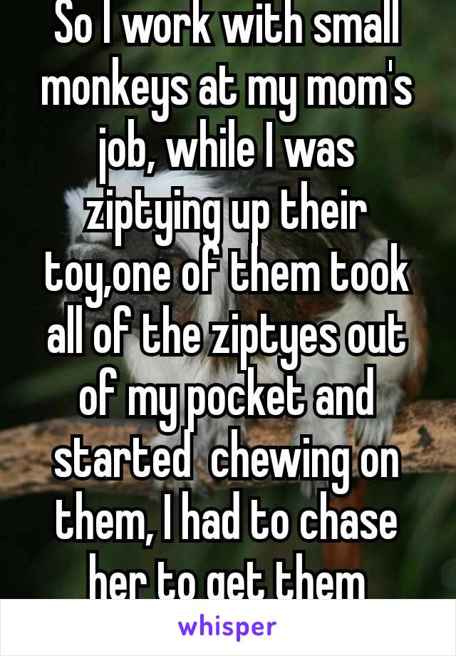 So I work with small monkeys at my mom's job, while I was ziptying up their toy,one of them took all of the ziptyes out of my pocket and started  chewing on them, I had to chase her to get them back😂