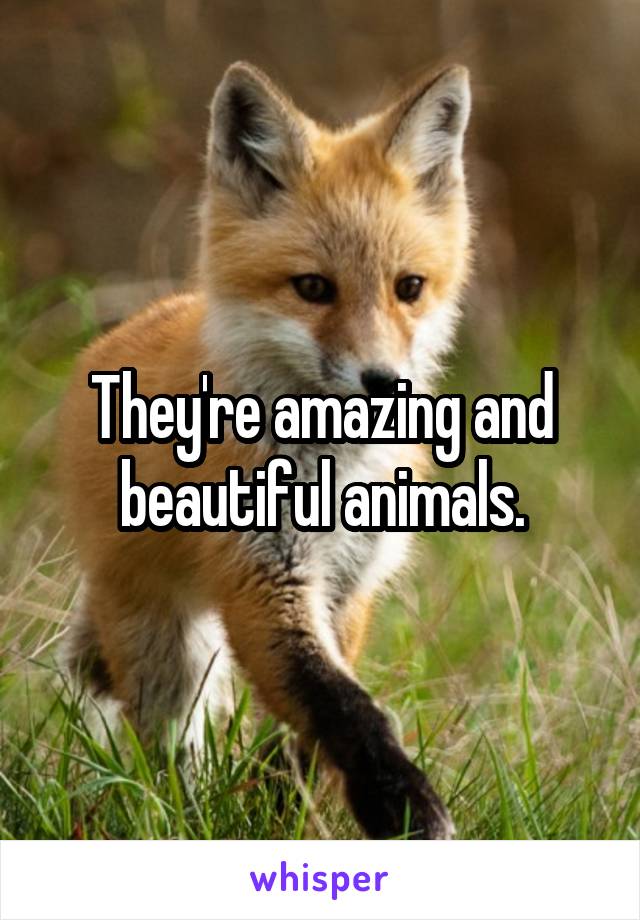 They're amazing and beautiful animals.