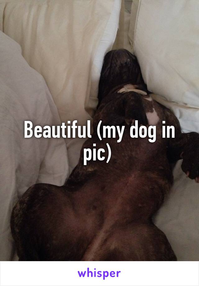 Beautiful (my dog in pic) 