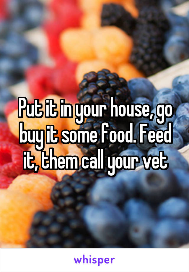 Put it in your house, go buy it some food. Feed it, them call your vet