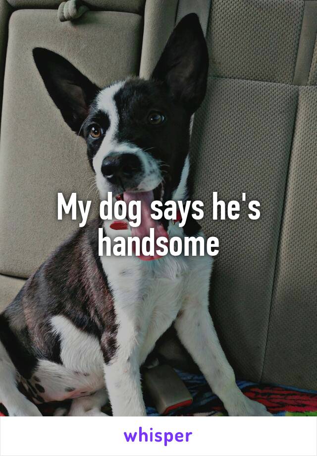 My dog says he's handsome