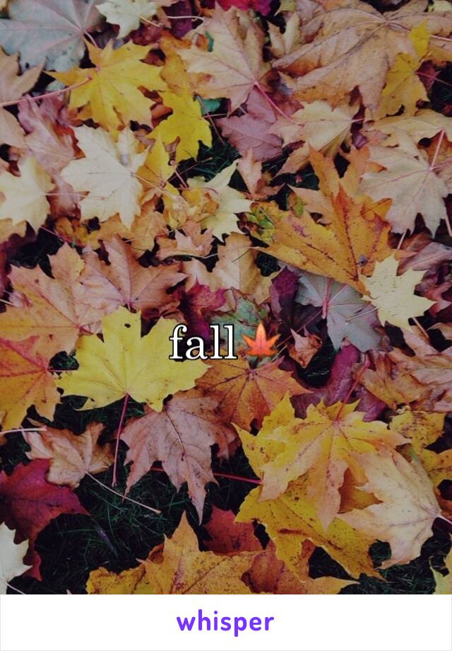 fall🍁