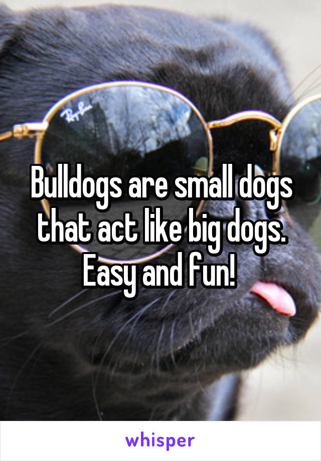 Bulldogs are small dogs that act like big dogs. Easy and fun! 