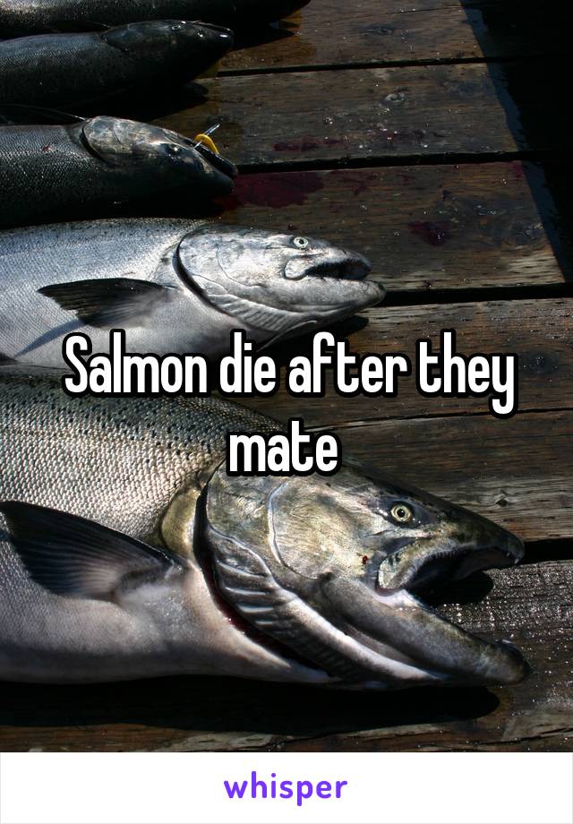 Salmon die after they mate 