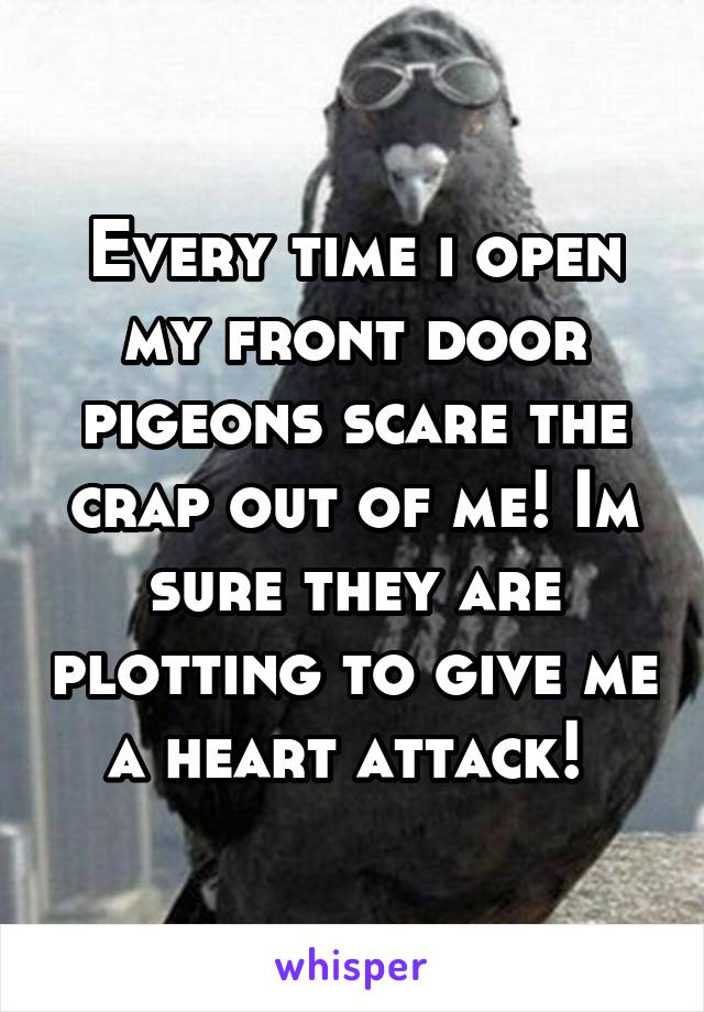 Every time i open my front door pigeons scare the crap out of me! Im sure they are plotting to give me a heart attack! 