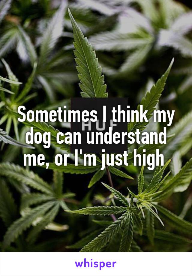 Sometimes I think my dog can understand me, or I'm just high 