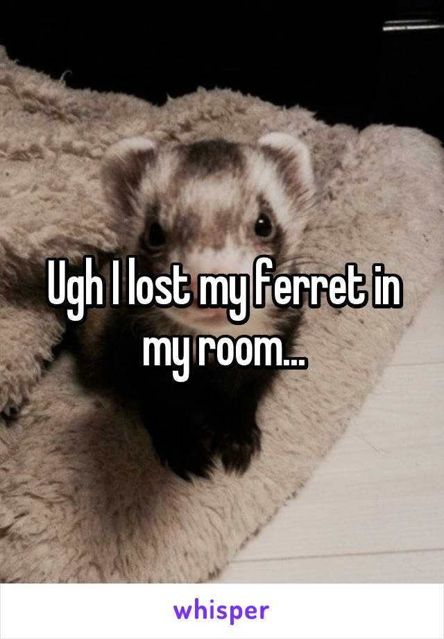 Ugh I lost my ferret in my room...