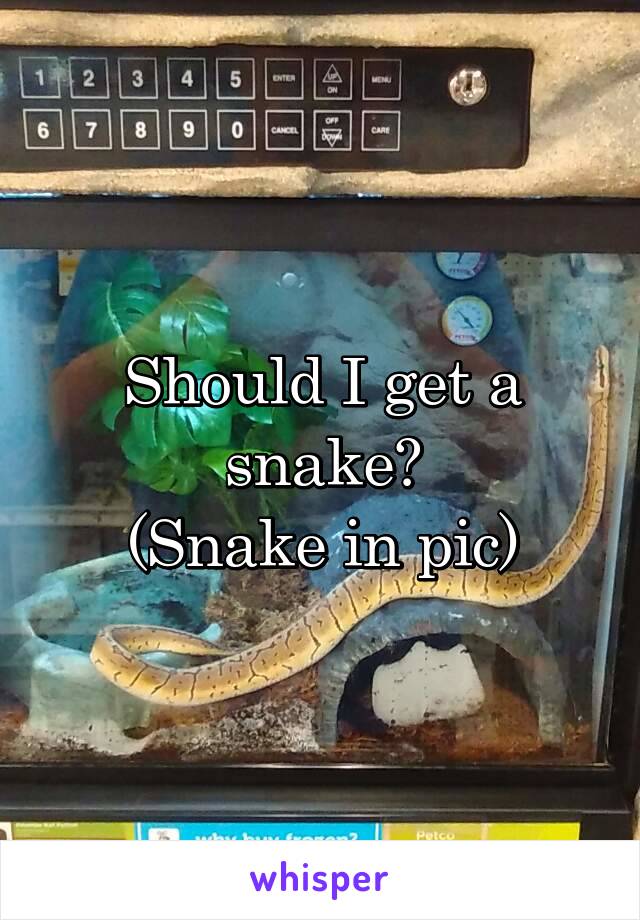 Should I get a snake?
(Snake in pic)