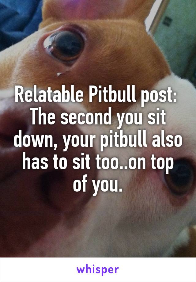 Relatable Pitbull post: 
The second you sit down, your pitbull also has to sit too..on top of you.