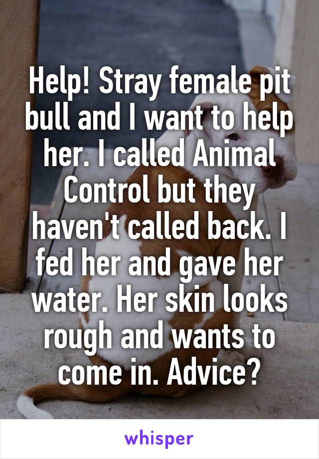 Help! Stray female pit bull and I want to help her. I called Animal Control but they haven't called back. I fed her and gave her water. Her skin looks rough and wants to come in. Advice?