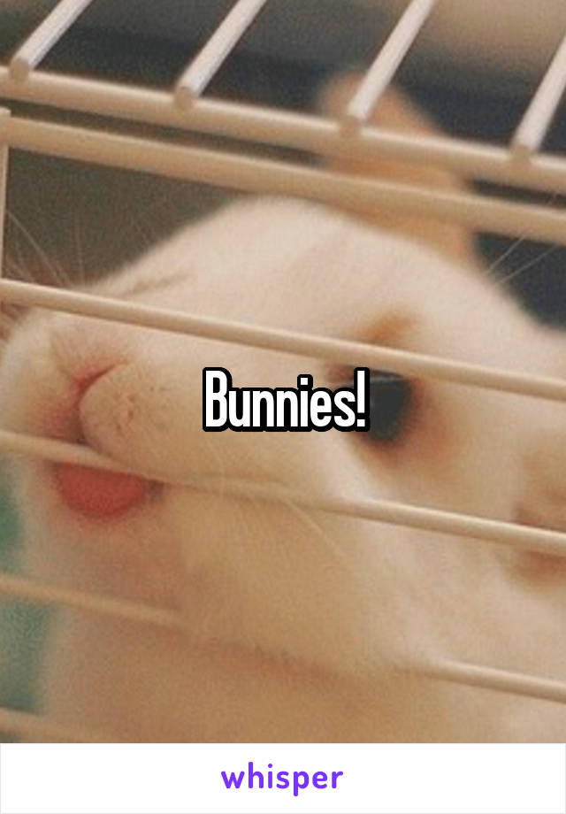 Bunnies!