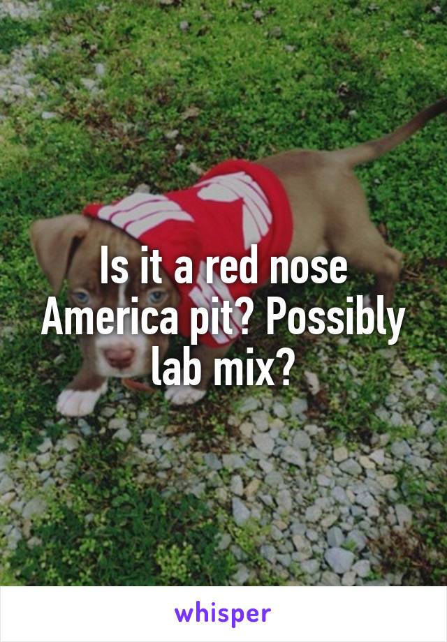 Is it a red nose America pit? Possibly lab mix?