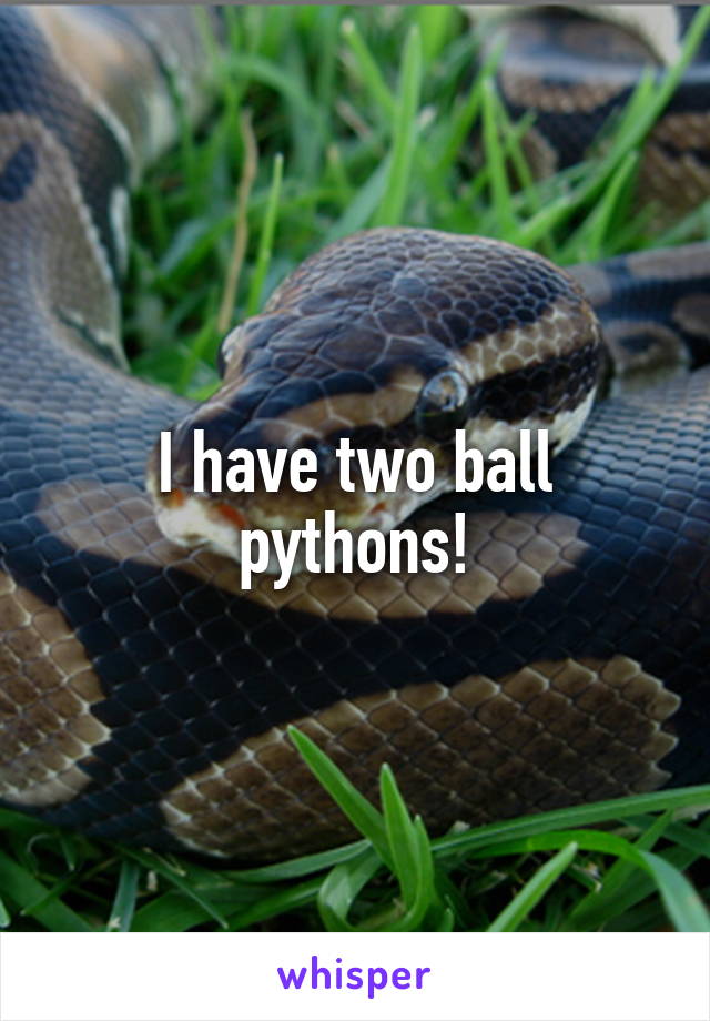 I have two ball pythons!