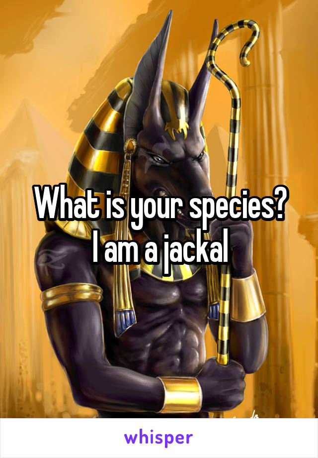 What is your species?
I am a jackal