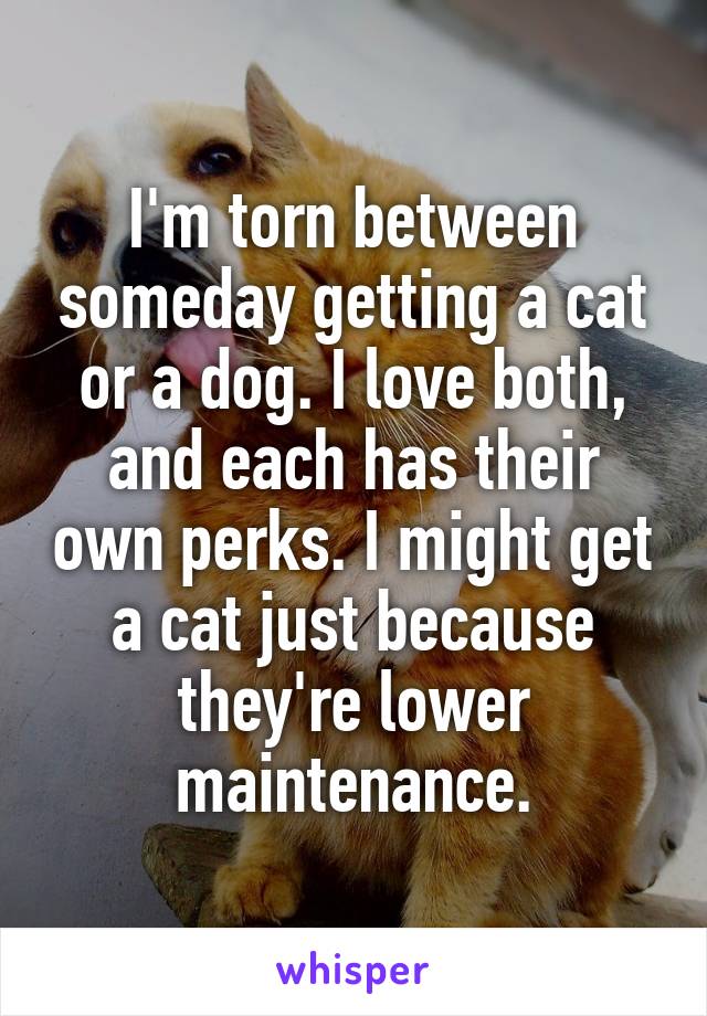 I'm torn between someday getting a cat or a dog. I love both, and each has their own perks. I might get a cat just because they're lower maintenance.