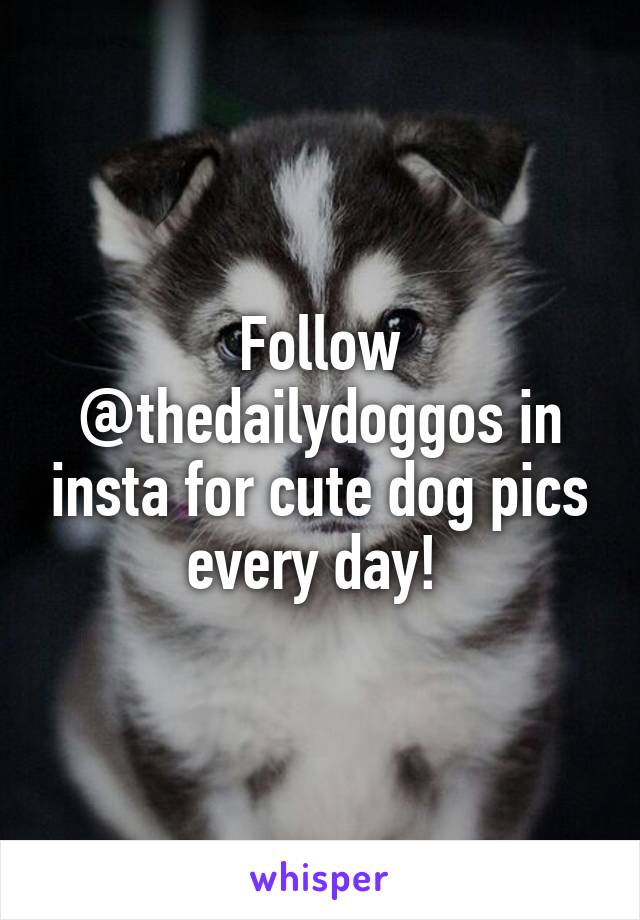 Follow @thedailydoggos in insta for cute dog pics every day! 