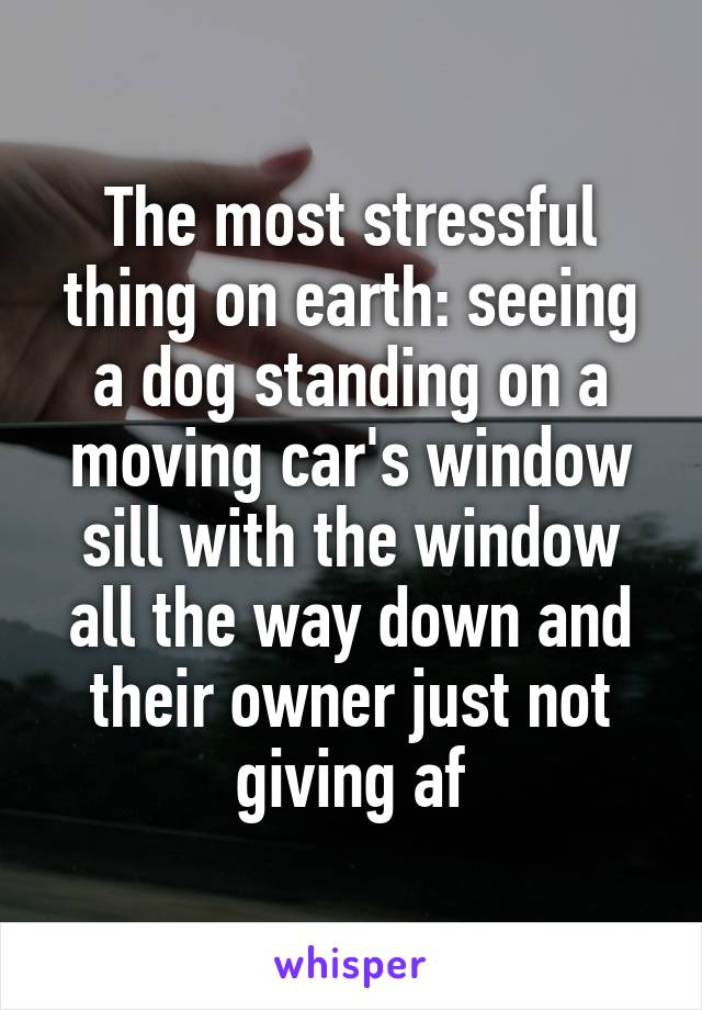 The most stressful thing on earth: seeing a dog standing on a moving car's window sill with the window all the way down and their owner just not giving af