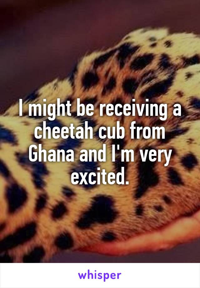 I might be receiving a cheetah cub from Ghana and I'm very excited.