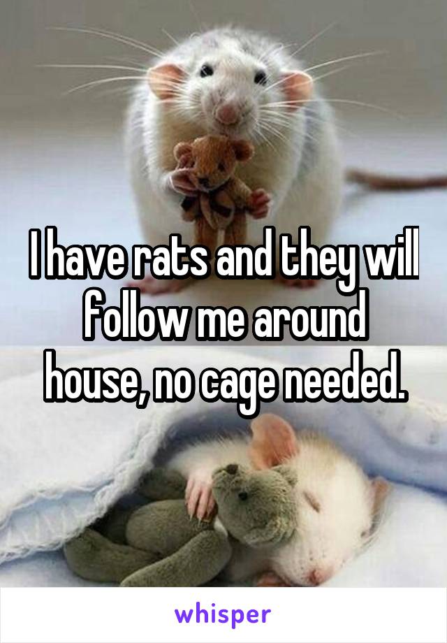 I have rats and they will follow me around house, no cage needed.