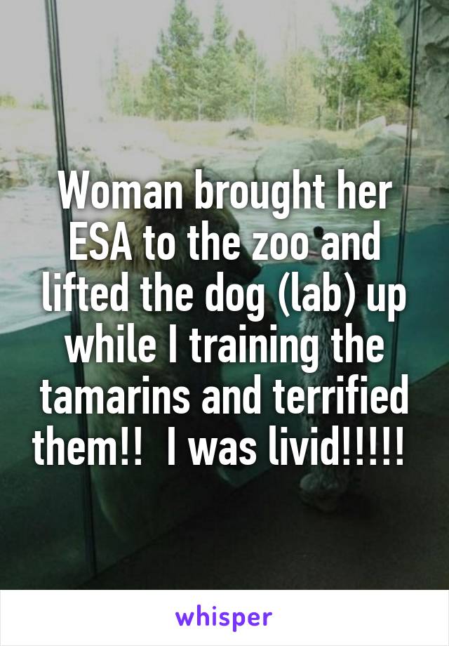 Woman brought her ESA to the zoo and lifted the dog (lab) up while I training the tamarins and terrified them!!  I was livid!!!!! 