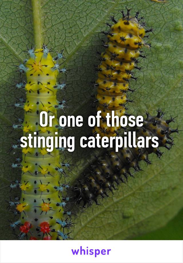 Or one of those stinging caterpillars 