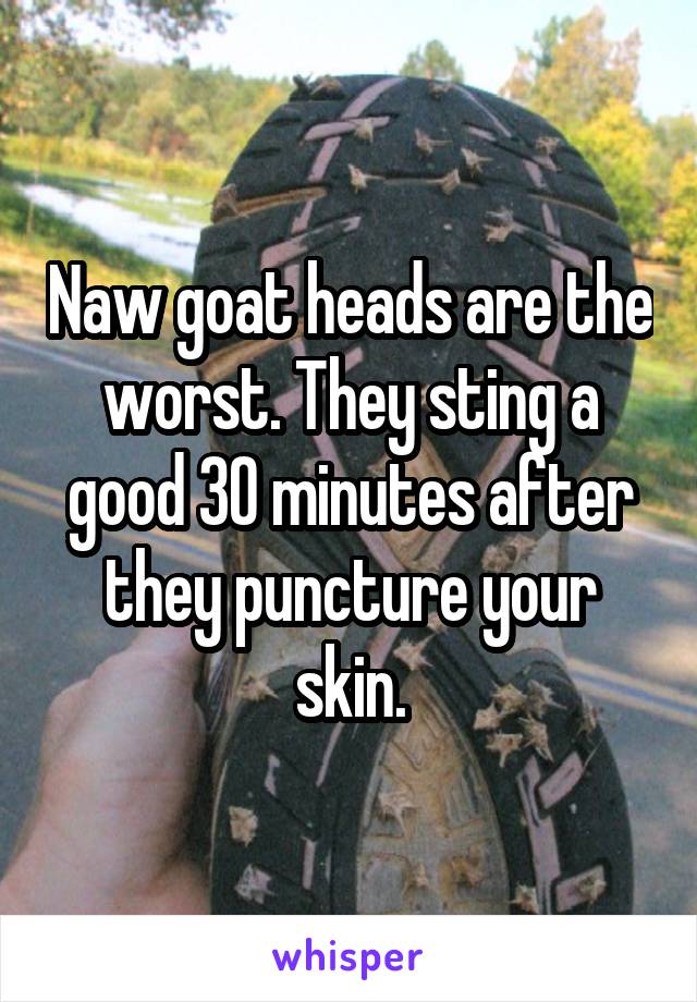 Naw goat heads are the worst. They sting a good 30 minutes after they puncture your skin.