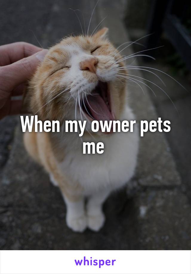 When my owner pets me 