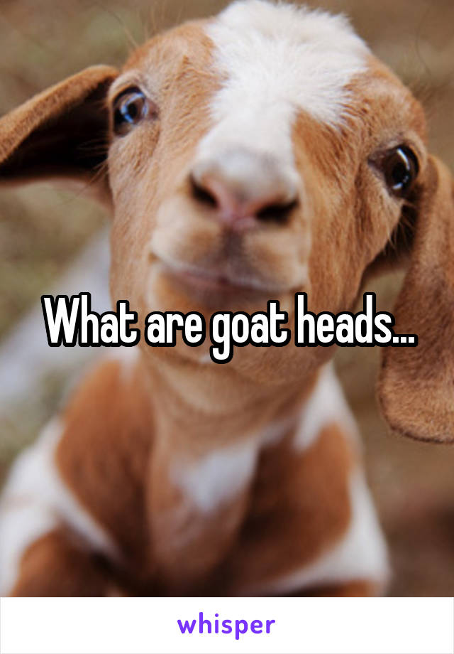 What are goat heads...