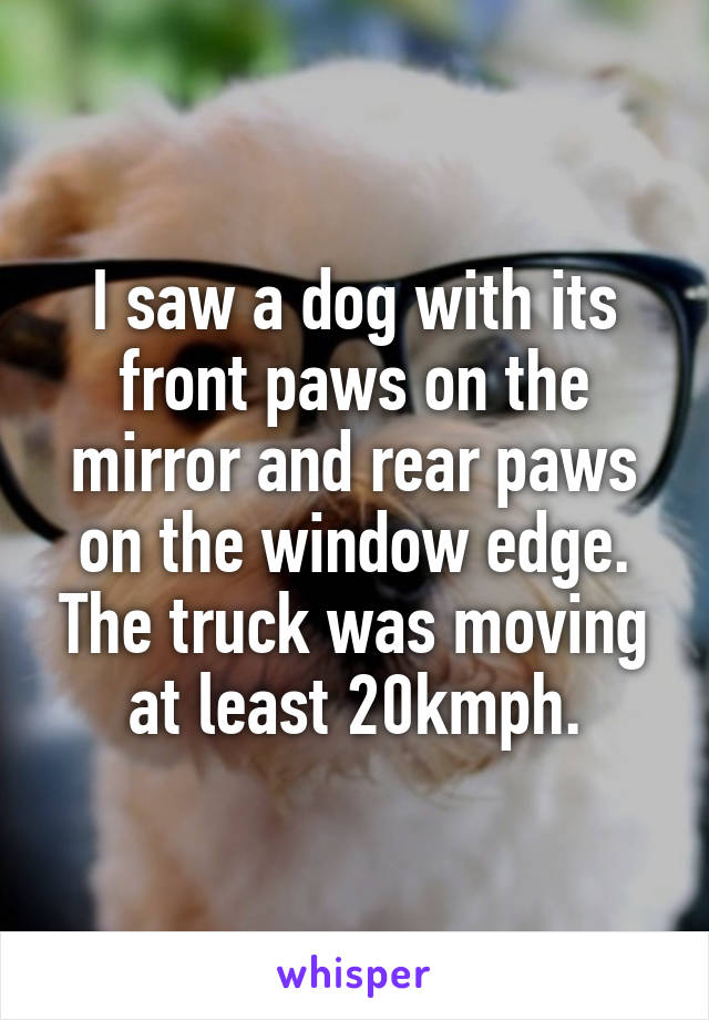 I saw a dog with its front paws on the mirror and rear paws on the window edge. The truck was moving at least 20kmph.