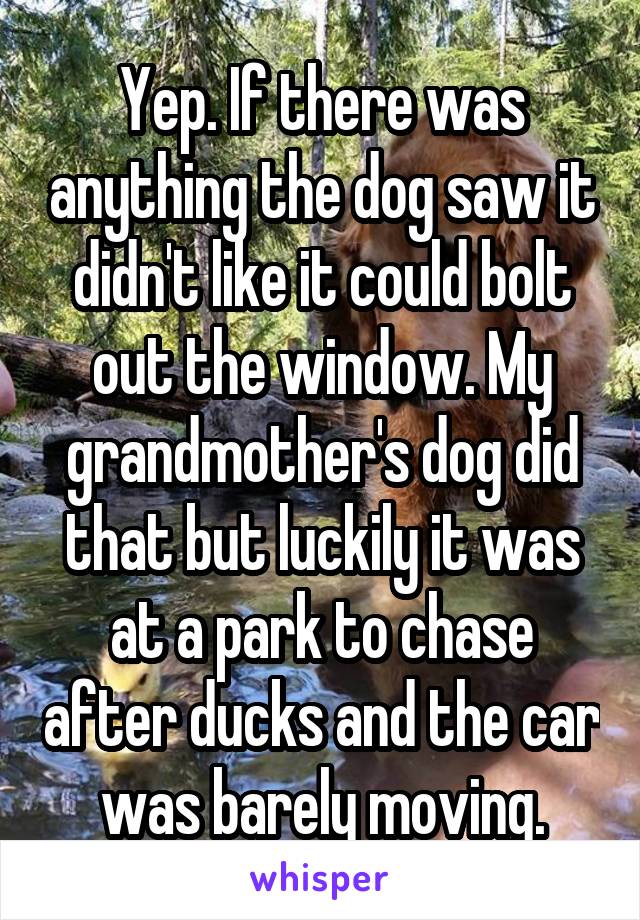 Yep. If there was anything the dog saw it didn't like it could bolt out the window. My grandmother's dog did that but luckily it was at a park to chase after ducks and the car was barely moving.