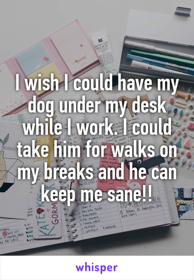 I wish I could have my dog under my desk while I work. I could take him for walks on my breaks and he can keep me sane!!