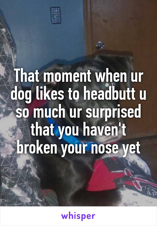 That moment when ur dog likes to headbutt u so much ur surprised that you haven't broken your nose yet
