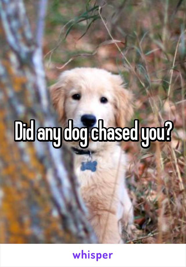Did any dog chased you?