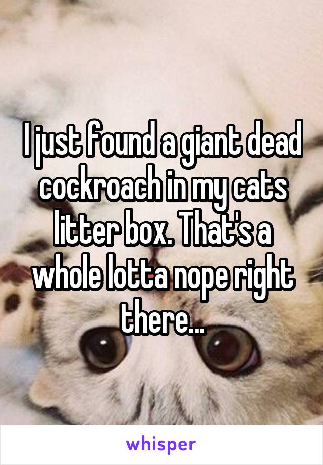 I just found a giant dead cockroach in my cats litter box. That's a whole lotta nope right there...