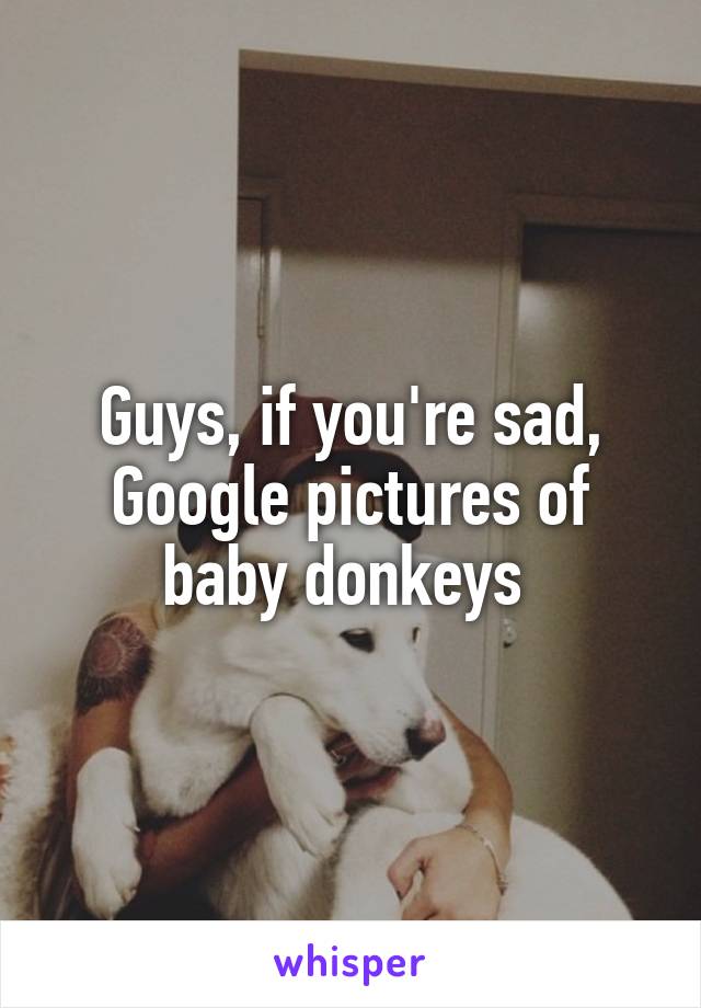 Guys, if you're sad, Google pictures of baby donkeys 