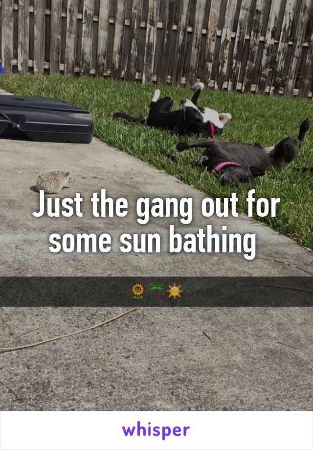 Just the gang out for some sun bathing 