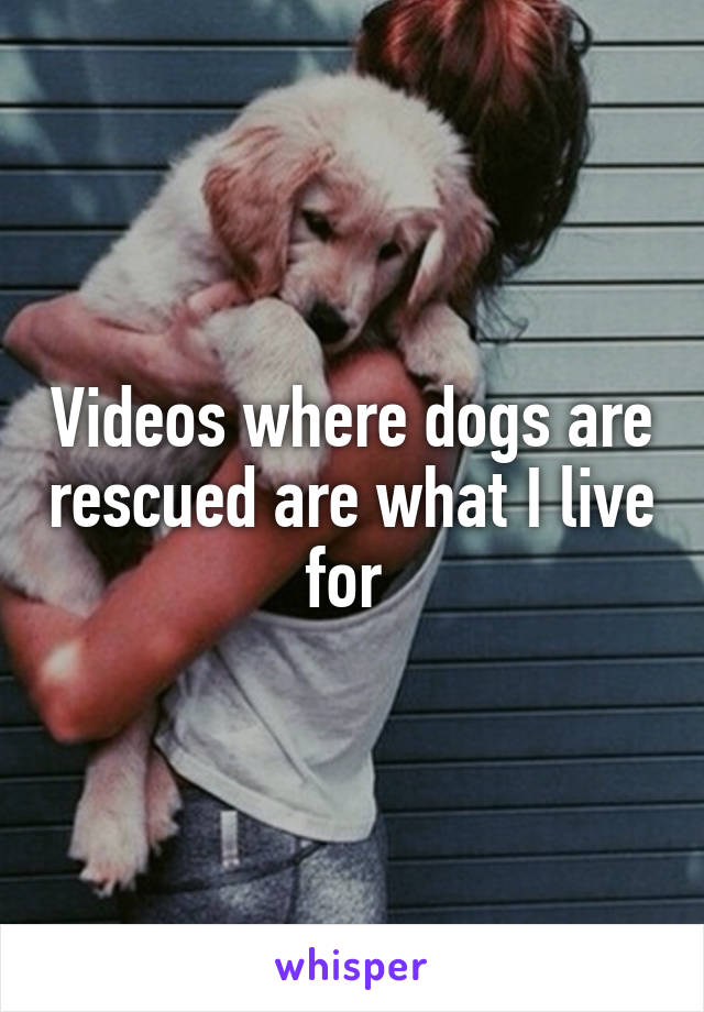 Videos where dogs are rescued are what I live for 